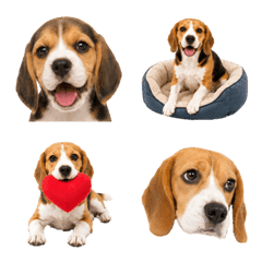 Beagle Collection