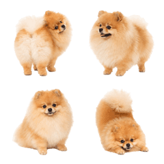 Fluffy Pomeranian!