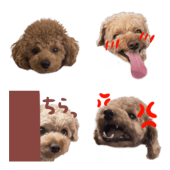 pkdmwtppjewttj