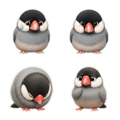 文鳥蓬鬆1A