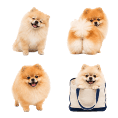 Pomeranian Collection