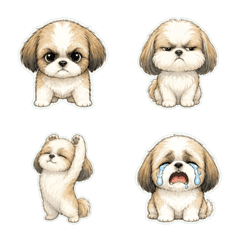 西施犬線稿淡彩1A