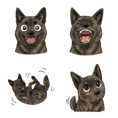 Adult Kai Ken