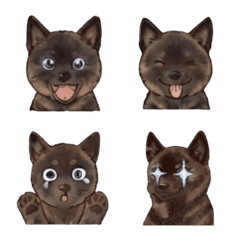 Kai Ken puppy