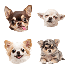 Chihuahua Expressions