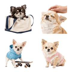 Chihuahua Friends