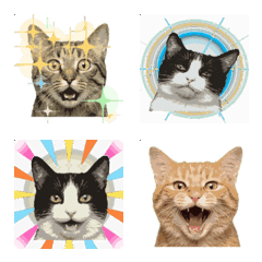 Animated Real Cat Funny Faces & Emotions
