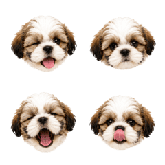 Shih Tzu Puppies