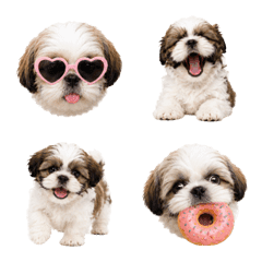 Fluffy Shih Tzu Puppies