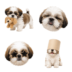 Baby Shih Tzus