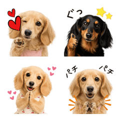 【ダックスのココ】かわいい日常絵文字
