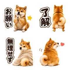 Photo Shiba Inu Daily Reply Emoji