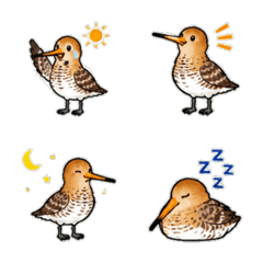 Long-billed Dowitcher Daily Emoji