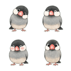 文鳥線稿淡彩1A