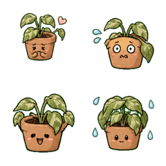 あせる観葉植物