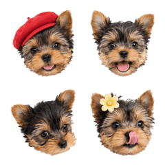 Yorkie Faces