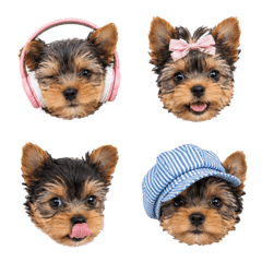 Yorkie Emoji !
