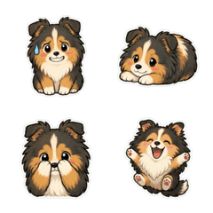 Sheltie หน้าฟู