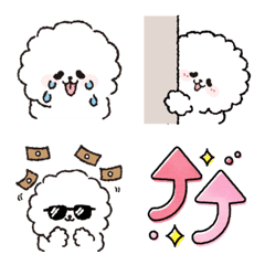 Bichon chu 21