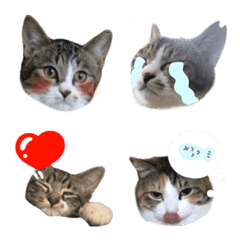 あじきにゃんず