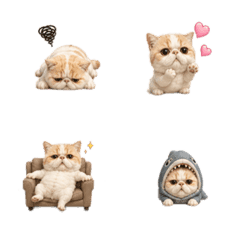 エキゾチックショートヘアのリアル絵文字