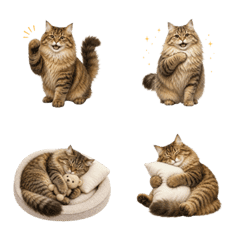 All-Year Siberian Cat