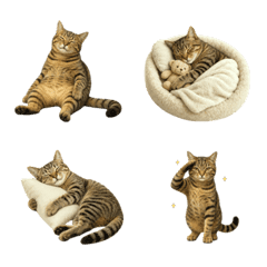 All-Year Brown Tabby Cat