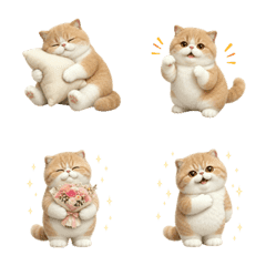All-Year Exotic Shorthair