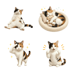 All-Year Calico Cat