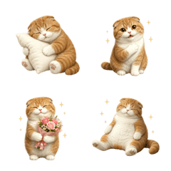 All-Year Scottish Fold