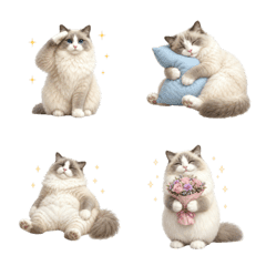 All-Year Ragdoll