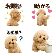 Photo Toy Poodle Daily Emoji