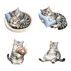 All-Year American Shorthair