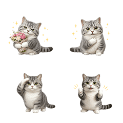 All-Year Munchkin Cat