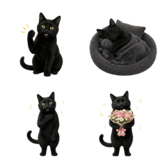 All-Year Black Cat