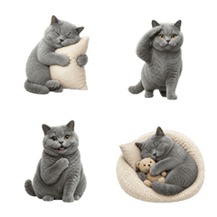 All-Year British Shorthair