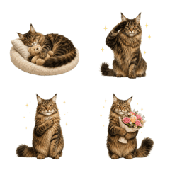 All-Year Maine Coon