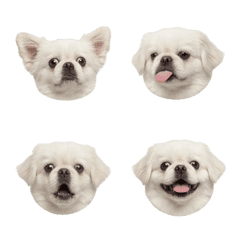 Pekingese Club