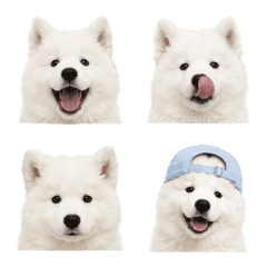 Baby Samoyed