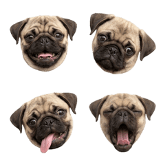 Baby Pug Emoji