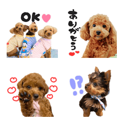 Q・COCOA・マロンの絵文字スタンプ♡