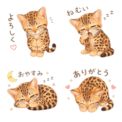 Garu the Sleepy Cat