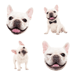 White French Bulldog !