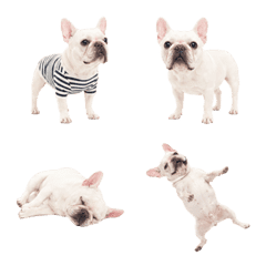 Cute White Frenchie