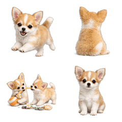 Gentle Pup2
