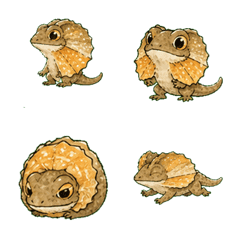 Funny Neck Lizard