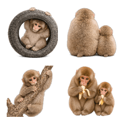 Cute Little Monkey1