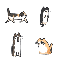 Strange cat5
