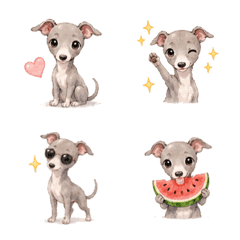 Everyday Italian Greyhound Life 2