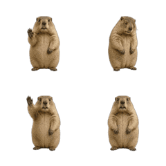 Surreal Real Marmot Animated Emoji